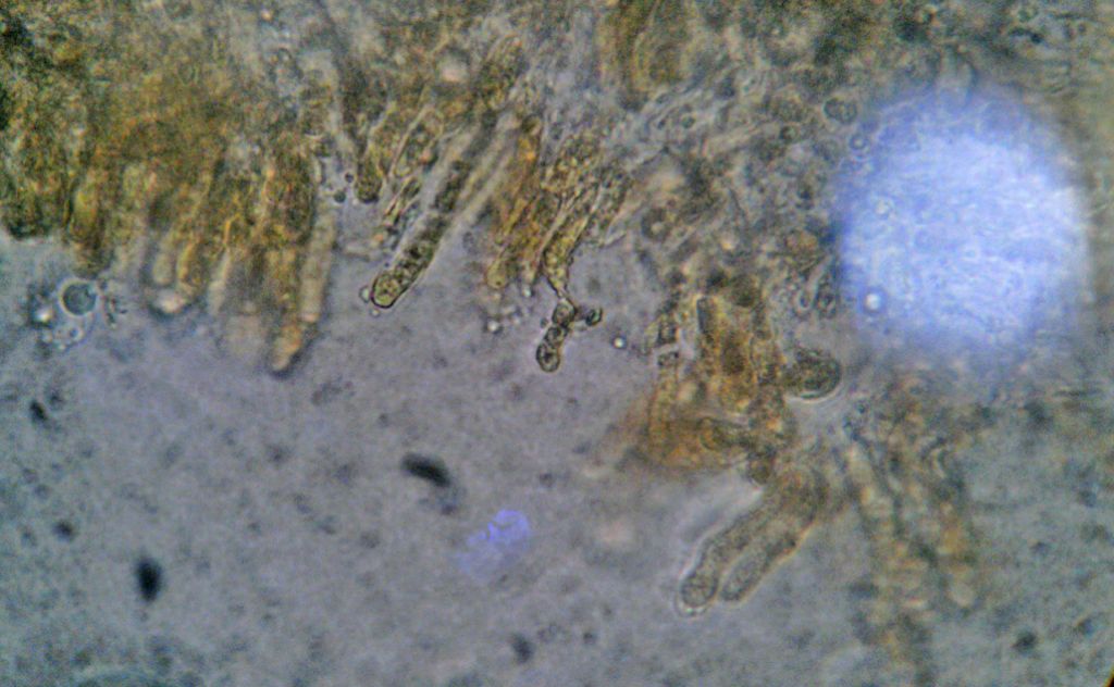 Forse lo so.... Byssomerulius corium? (B. corium)
